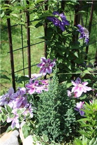 d8235833-IMG_7154 Klematisi.jpg